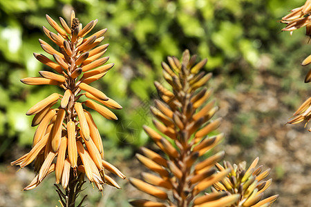 太阳下花园的Aloe Vera植物芦荟生长植物学皮肤橙子纤维叶子植物群酒精花序图片