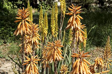 太阳下花园的Aloe Vera植物植物群化妆品剑麻草本植物糖浆花序医生皮肤洗剂纤维图片