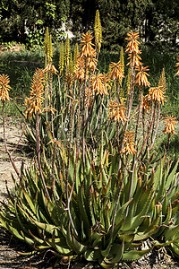 太阳下花园的Aloe Vera植物沙漠绳索洗剂橙子芦荟植物学化妆品生长护理剑麻图片