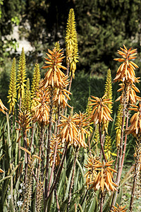 太阳下花园的Aloe Vera植物凝胶护理绳索洗剂草本植物叶子剑麻药品树液花序图片