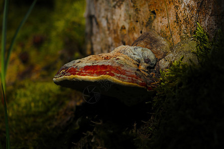 蘑菇生长在树干和苔上图片