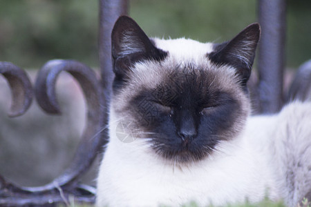 蓝眼睛的Siamse猫躺在街上白色街道小猫头发哺乳动物眼睛宠物毛皮连体动物图片