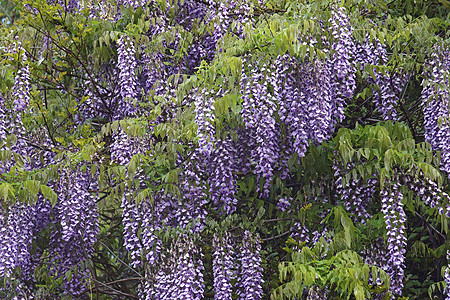 Wisteria鲜花的近视图像园艺生物学植物学被子生物植物植物群长毛图片