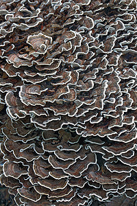 土耳其尾部真菌的近视图像植物尾巴多孔菌类云芝植物学生物生物学火鸡图片