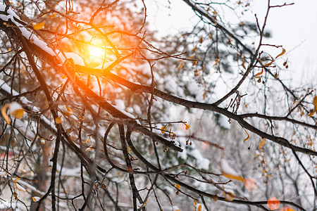 春太阳在林中明亮的树枝间图片