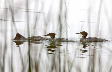 北水鸟游泳野生动物鸭塘鸭子鸟类图片