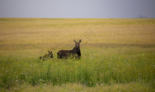 驼鹿和婴儿野生动物奶牛哺乳动物荒野母亲女性动物家庭孩子图片