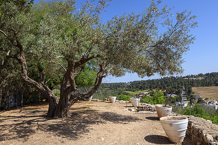 花园里的橄榄树栽培绿色农村树木植物种植园场地农业木头后院图片