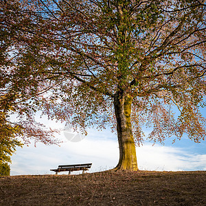 秋天的公园长凳黄色树叶叶子季节橙子长椅植物绿色旅行花园图片