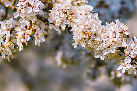 白花的樱桃梅子树 米拉贝儿梅子树图片
