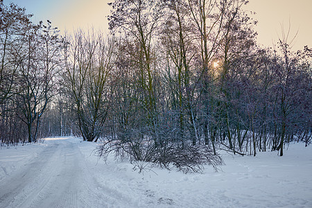 在森林里路在阳光明媚的冬季日子里 狭小的雪地森林道路针叶雪堆天气蓝色小路树木松树太阳冻结天空背景