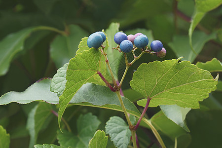 被子植物克里珀水果和叶子的近视图像植物群生物学园艺藤蔓植物生物树叶被子短梗浆果背景