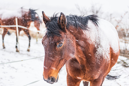 在多风的冬日 一匹马在围场里 看得见雪花 看得见风霜 马的眼睛和头部特写 在马场的冬天风景季节大风天马匹农村动物荒野日落晴天动物图片