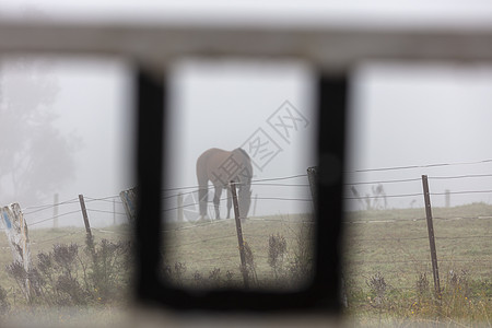 澳大利亚雾中一片田野中的棕色马匹栅栏帖子天气衬套邮政树木环境电线土地灌木丛图片