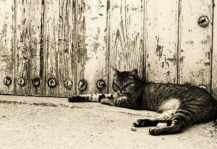 猫停在房子的旧木门上图片