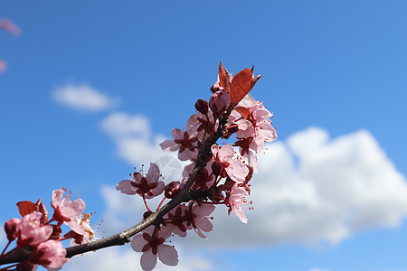 春时盛开的美丽的樱桃树和梅子树 花朵多彩玉兰叶子果园花瓣季节植物生长花园种子蓝色图片