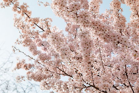 在春天温暖的白天 粉红色花枝开花叶子绿色白色花朵花园植物群植物学季节花瓣植物图片