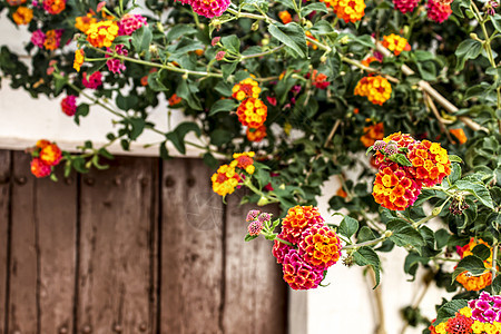 门边的兰塔纳花朵多彩入口画报历史旅行橙子石头窗户花园街道城市图片