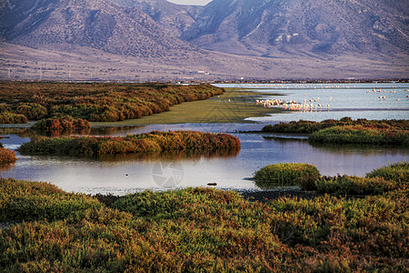 湿地的全景和背景中的粉红火烈鸟爬坡景观观鸟目的地天空山脉卡波自然保护区自然公园荒野图片