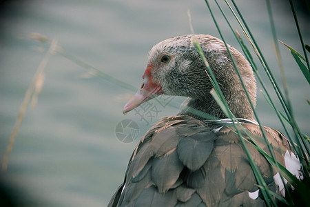 水库里的灰色美丽的鹅 美丽的羽毛公园荒野棕色空气鸟类大鹅绿色鸭子宠物眼睛图片