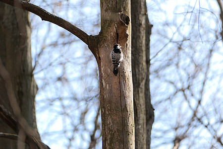野生鸟类 木鸟坐在一棵树上图片
