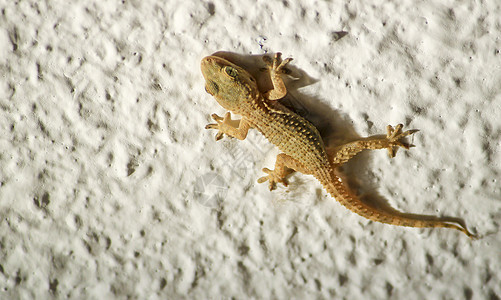 白墙上的蜥蜴屋或小Gecko野生动物行动壁虎橙子生物动物宠物异国皮肤小动物图片