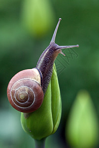 郁金香上的蜗牛爬行动物植物宏观动物群粘液螺旋绿色叶子棕色图片