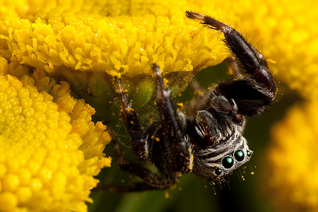 蜘蛛也玩花粉喷洒花粉的跳蜘蛛背景
