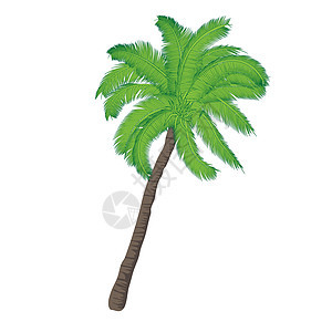 椰子树矢量图白色背景背景图片