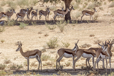 南非Kgalagari跨界公园斯普林博克袋貂荒野沙漠全球保护区跳羚跨境游戏摄影目的地图片