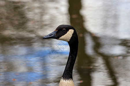 加拿大巨鹅简介(Goose)图片