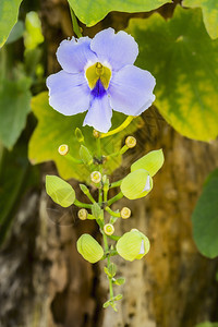 蓝兰花花花瓣蓝色植物群异国花束热带兰花花园植物植物学图片