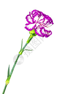康乃馨的花朵植物宏观石竹花店植物群紫色花瓣园艺叶子植物学图片