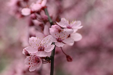 开花樱花的枝子 春天自然户外活动的背景 春季粉红沙仓花朵天气植物阳光植物群艺术植物学公园花园晴天天空图片
