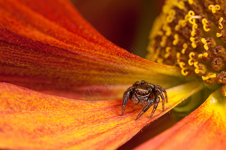 在花粉花瓣上跳蜘蛛植物荒野花朵红色眼睛胡须宏观漏洞昆虫跳跃图片