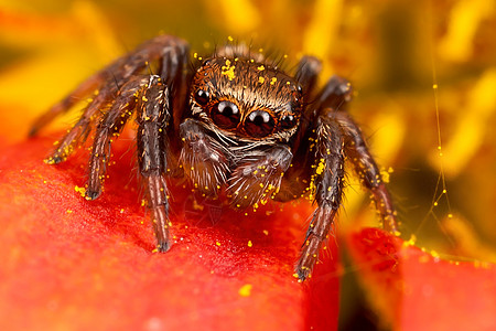 在花粉花瓣上跳蜘蛛植物漏洞动物荒野花园传粉者红色胡须昆虫宏观图片