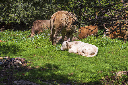 一群牛和一头牛在森林前面的草地上放牧 旅行概念徒步旅行 以色列北区灌木丛爬坡奶牛天空门廊草原车皮农村牛肉环境图片