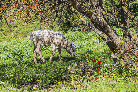 一群牛和一头牛在森林前面的草地上放牧 旅行概念徒步旅行 以色列北区牧场农田门廊哺乳动物车皮农业天空场地植物奶制品图片