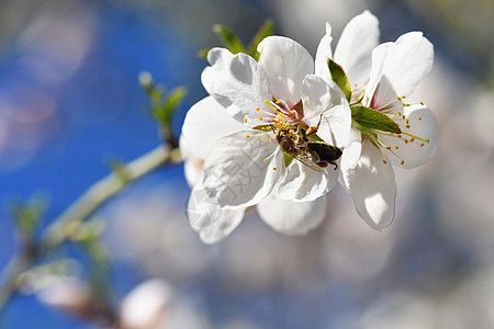春天背景 美丽的盛开的树和蜜蜂 大自然中的鲜花荒野宏观季节植物学植物工人叶子花蜜照片晴天图片