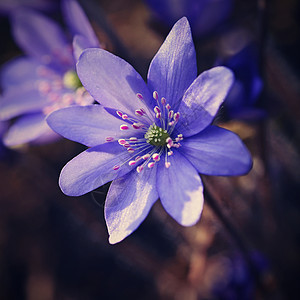 春花 森林中美丽的紫色植物 丰富多彩的自然背景 黑血杆菌宏观肾草肝胆肝病森林肝叶蓝色植物学季节叶子图片