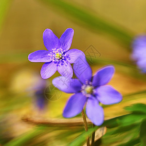 春花 森林中美丽的紫色植物 丰富多彩的自然背景 黑血杆菌森林肝病植物学肾草花瓣宏观蓝色荒野野花植物群图片