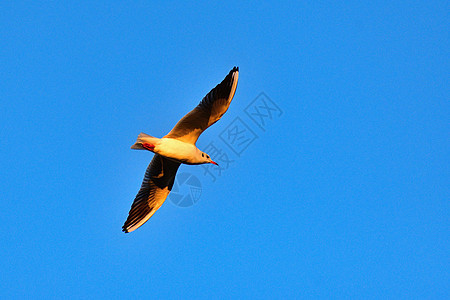 日落时飞行海鸥 背景是蓝天空 冬天自然的美丽鸟景象图片