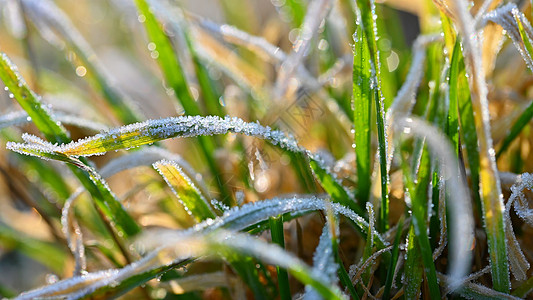 冰冻的草地 美丽的天然多彩背景 冬季冻草墙纸磨砂场地叶子水晶宏观天气太阳花园图片