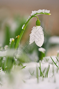 雪花莲春天的花朵 夕阳下在草地上绽放出美丽的花朵 精致的雪莲花是春天的象征之一 石蒜科花园太阳生长阳光花瓣生活植物植物学植物群宏图片