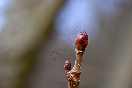 树上的芽 自然界的春天时间图片