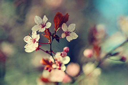 春春 日本樱桃樱桃樱花 自然界盛开的多彩树 日光照的背景天气植物花朵艺术风景阳光公园柔软度果园生长图片