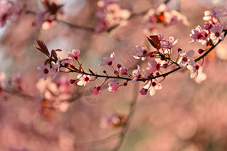 春春 日本樱桃樱桃樱花 自然界盛开的多彩树 日光照的背景花园生长太阳植物群花朵天气公园柔软度晴天植物学图片