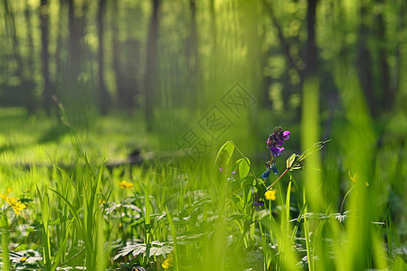 美丽的绿色背景与森林 春天自然与树木 多姿多彩的背景风景自然保护区绿色植物晴天环境阳光途径植物场景魔法图片