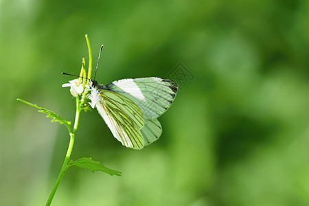 美丽的蝴蝶的一针自然 (皮耶里斯胸罩)图片