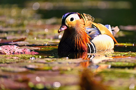 美丽的国语鸭子 野生动物 天然的多彩背景荒野公园羽毛夫妻鸳鸯镜子水禽动物群蓝色男性图片